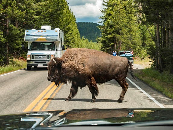 2015-chevrolet-suburban-yellowstone-day-6-bison-on-road-600-001