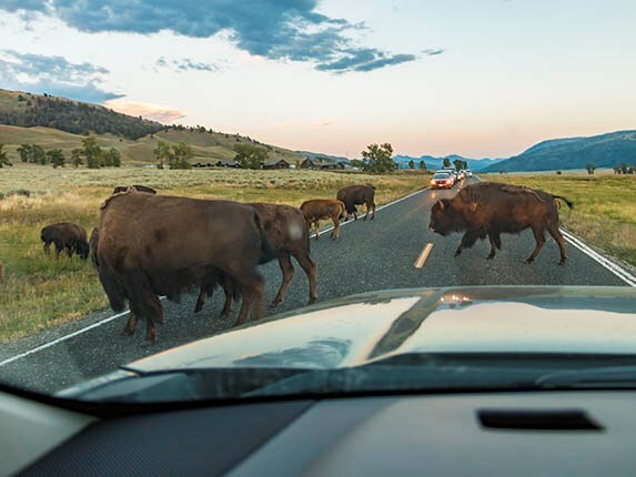2015-chevrolet-suburban-yellowstone-day-6-lamar-valley-bison-traffic-01-600-001