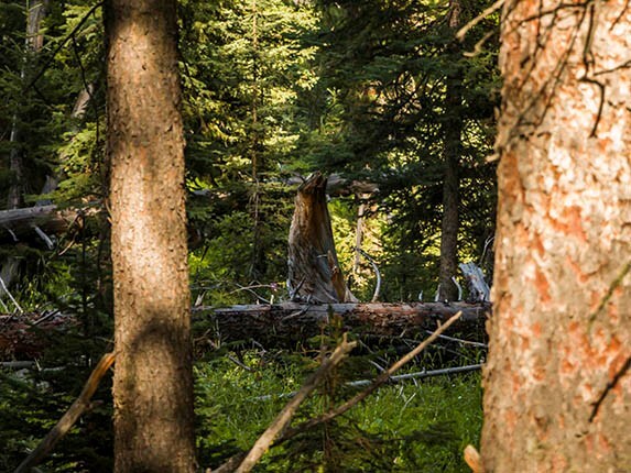 2015-chevrolet-suburban-yellowstone-day-6-not-a-bear-600-001