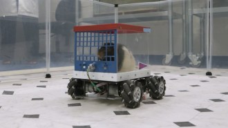 A rat drives a tiny car in a University of Richmond experiment